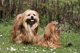 LHASSA APSO 295